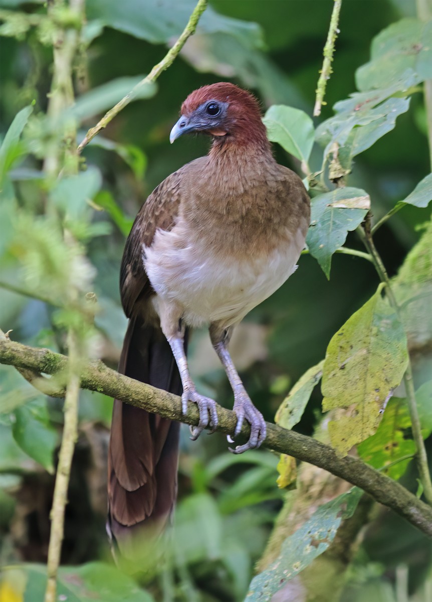 Rufous-headed Chachalaca - ML652223135