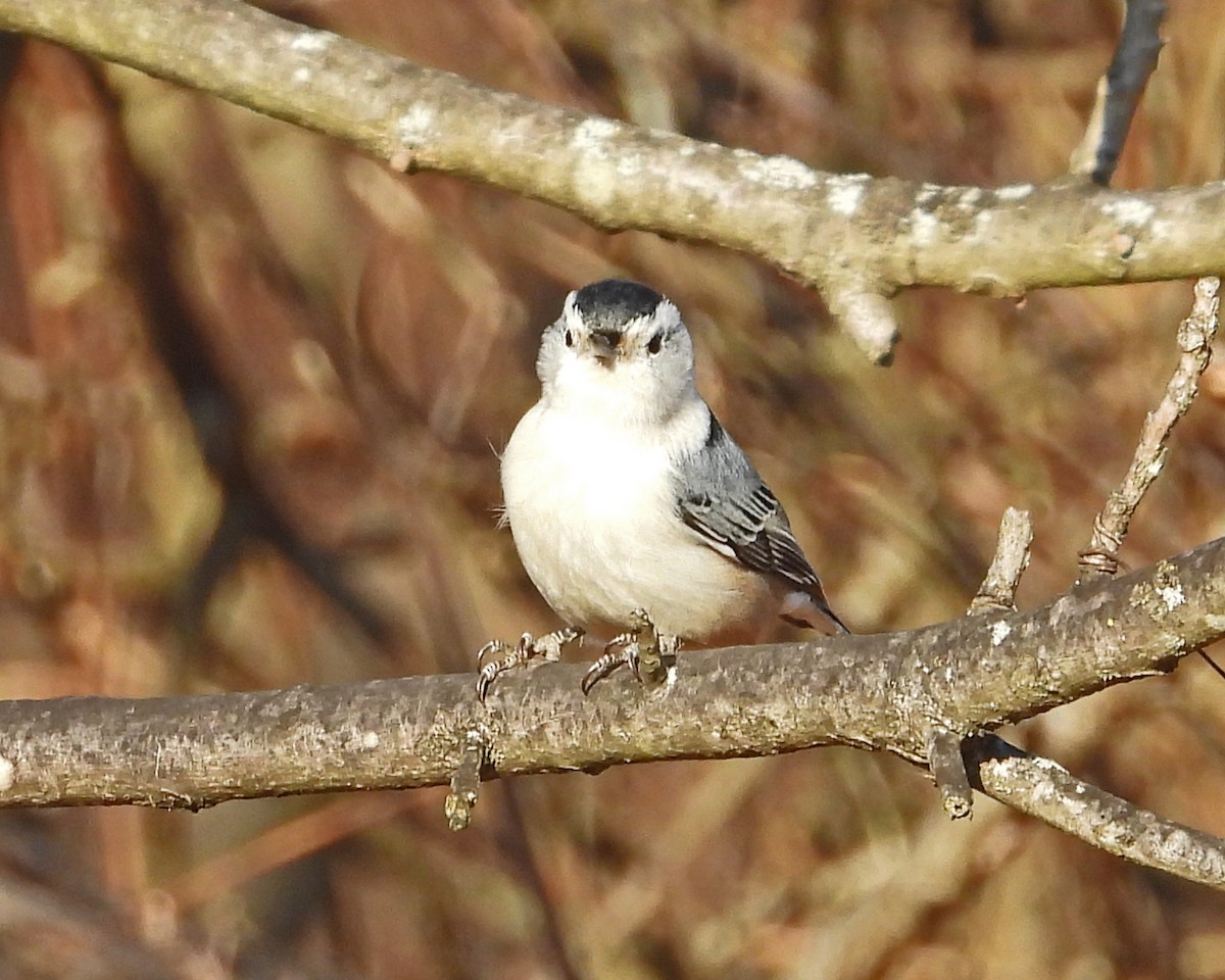 White-breasted Nuthatch - ML652223225