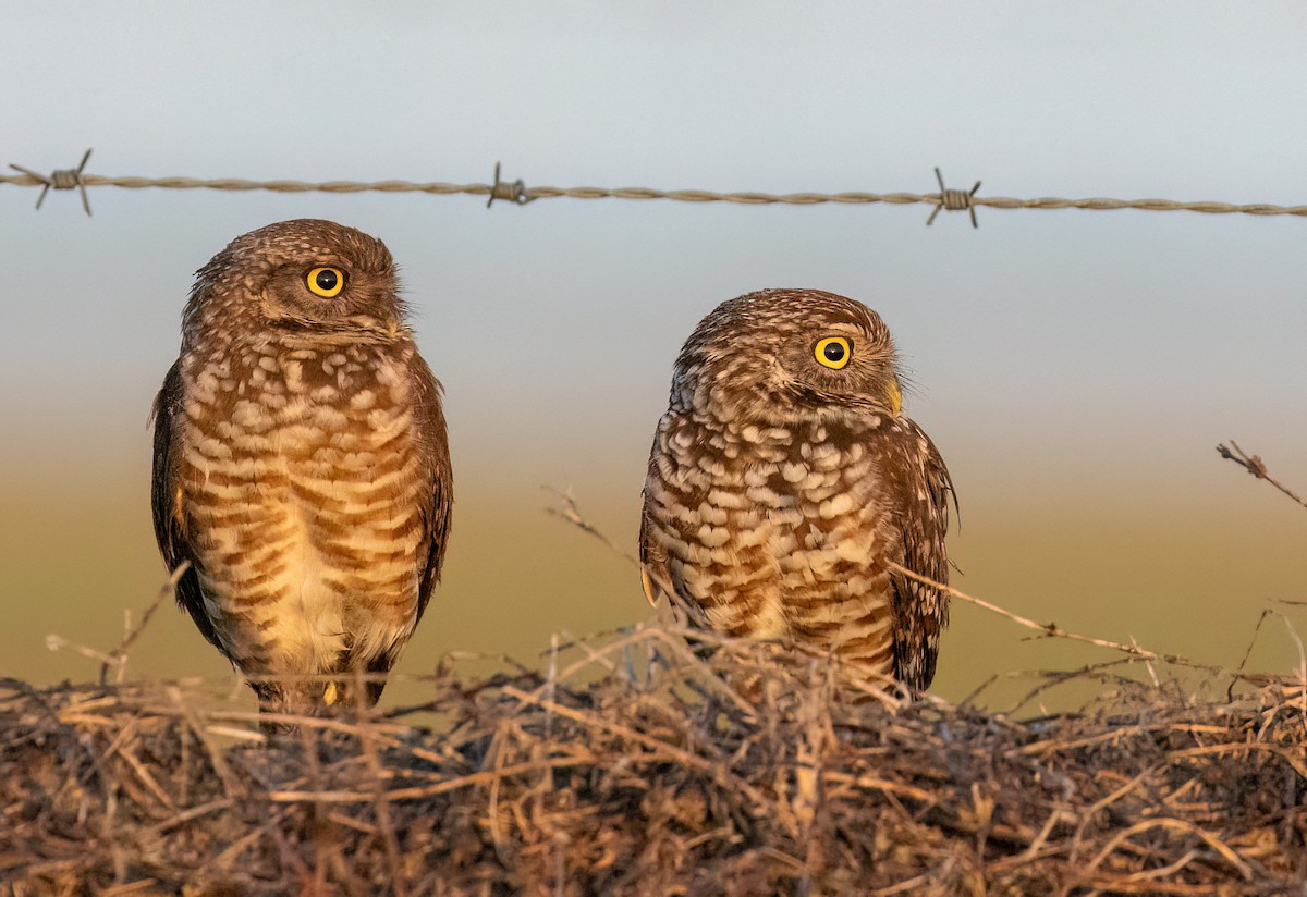 Кроличий сыч - ML652223253