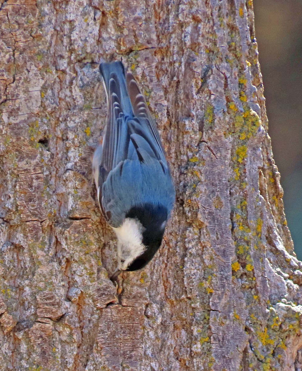 White-breasted Nuthatch - ML652223274