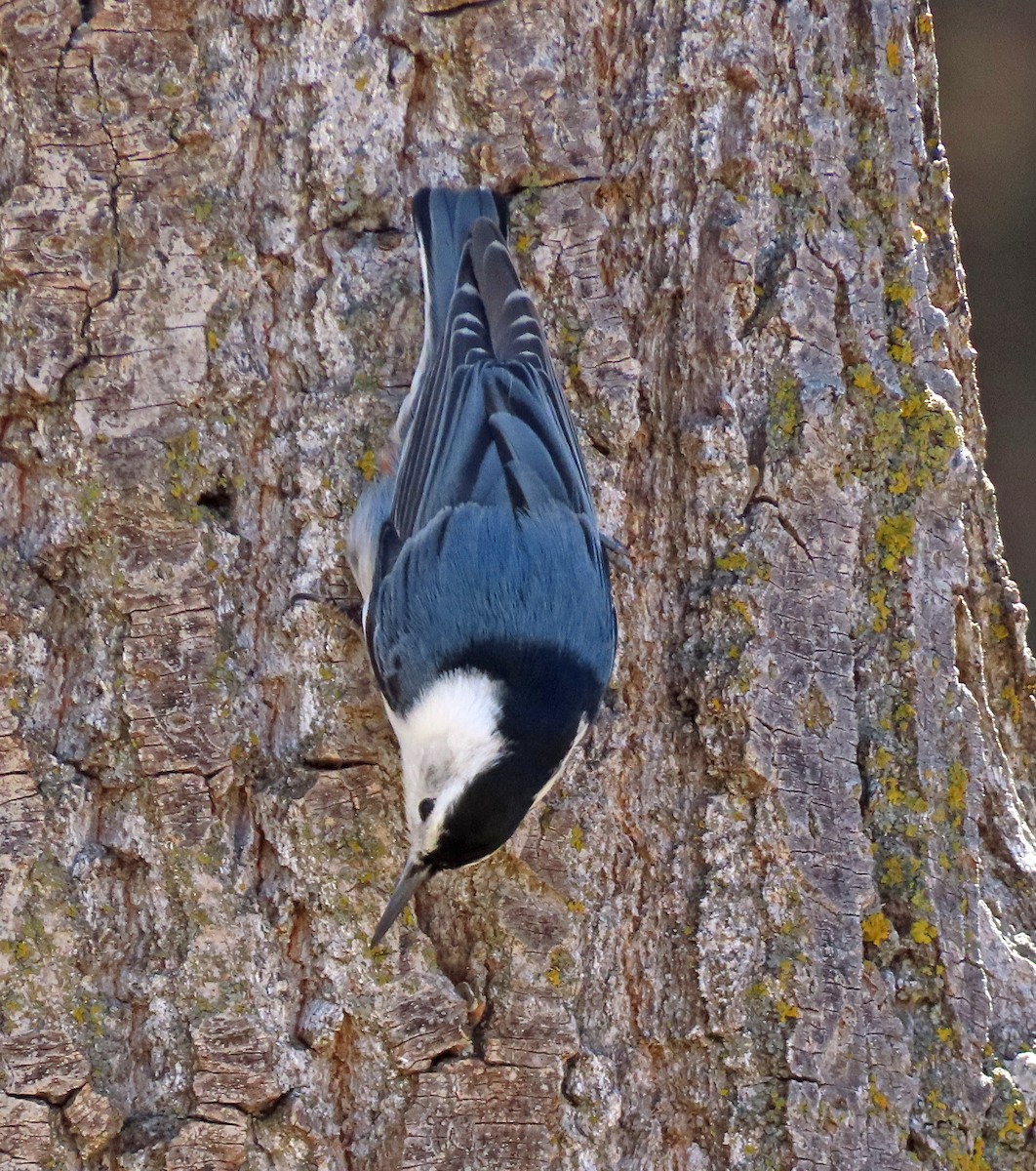 White-breasted Nuthatch - ML652223275
