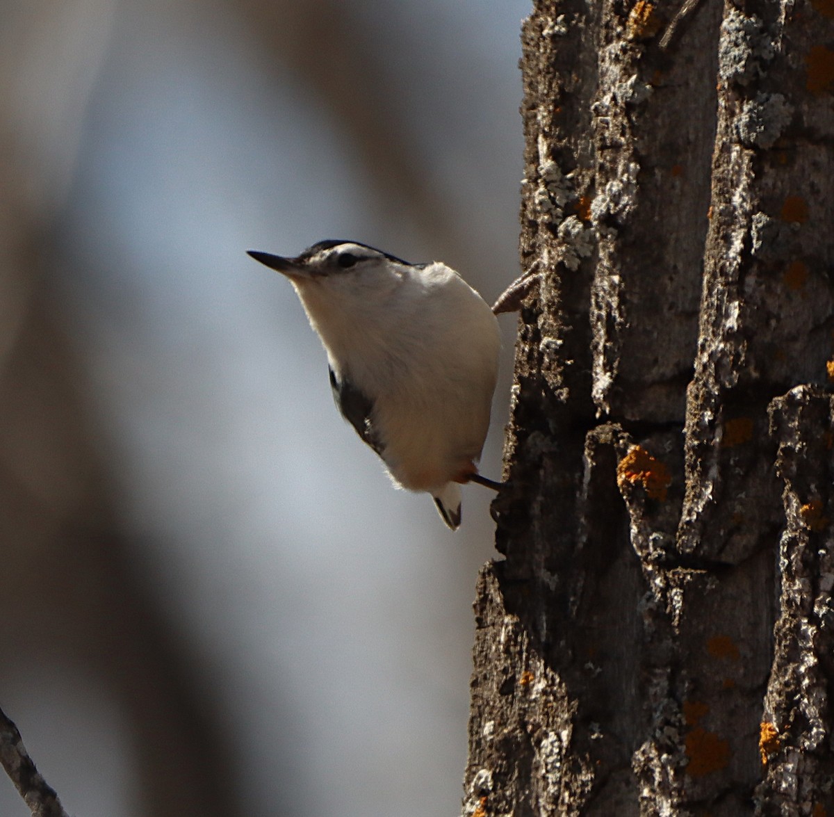 White-breasted Nuthatch - ML652223304