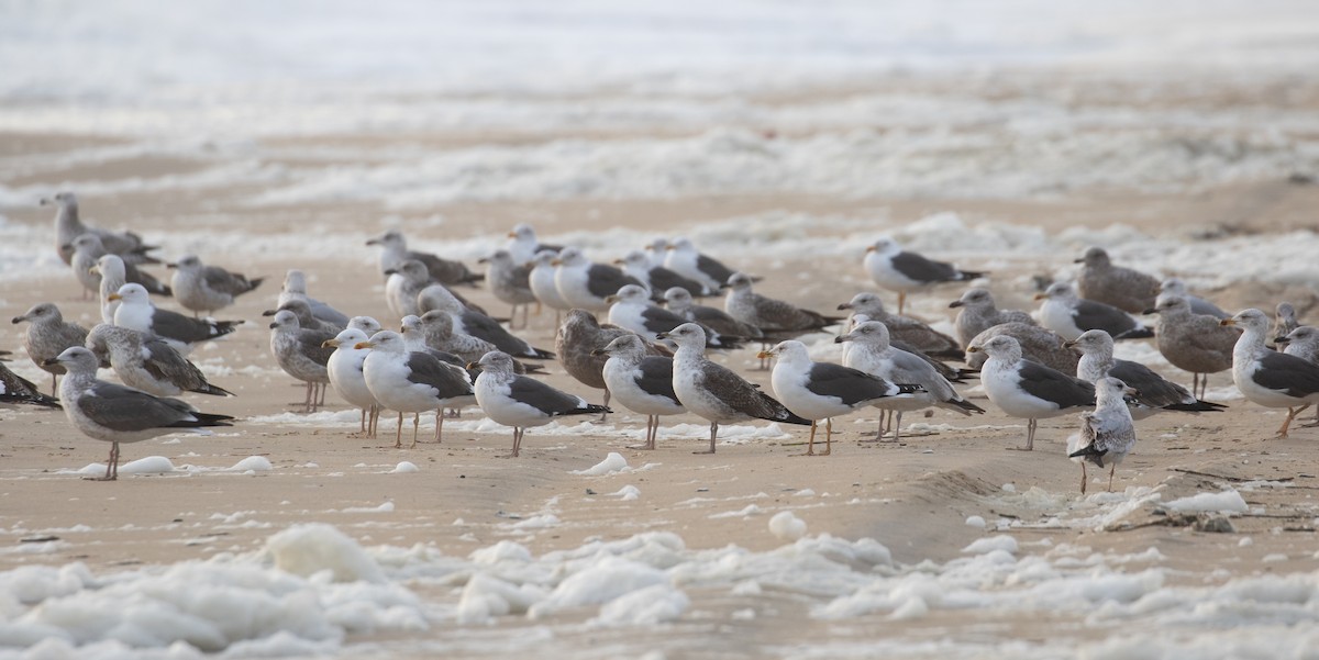 שחף שחור - ML652223670