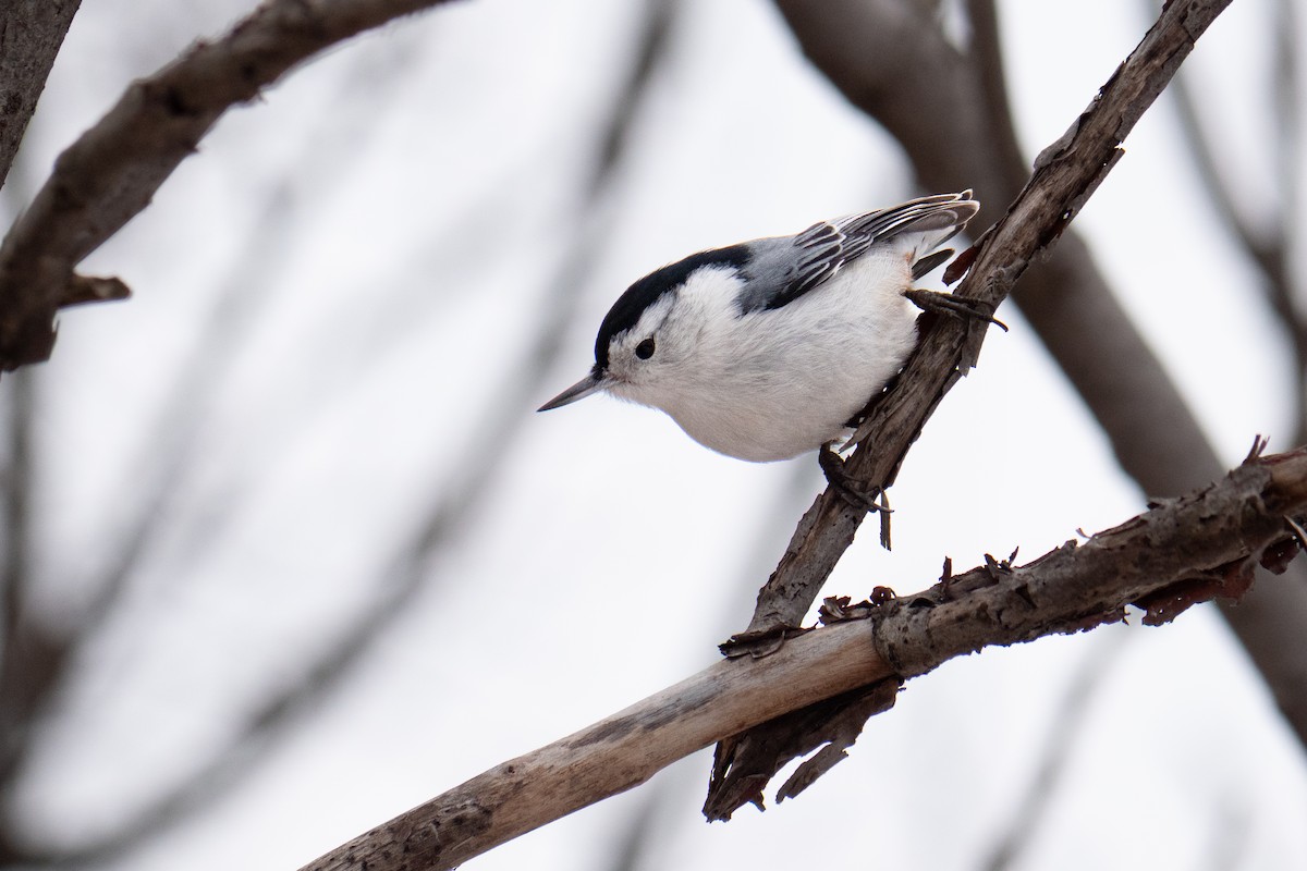 White-breasted Nuthatch - ML652223785
