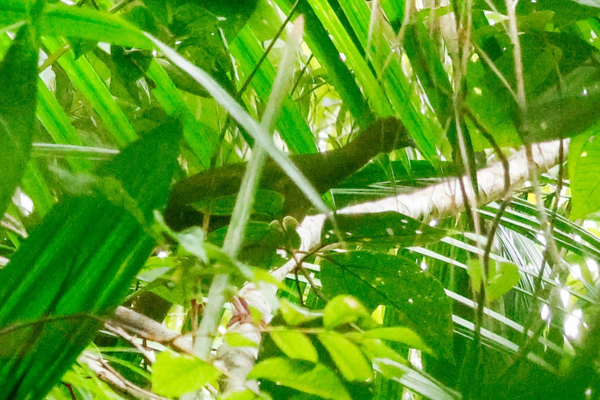 Chachalaca Guayanesa - ML652223804