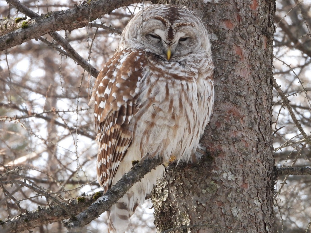 Streifenkauz - ML652223821