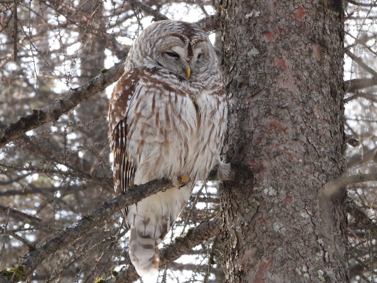 Streifenkauz - ML652223829