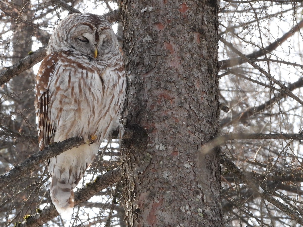 Streifenkauz - ML652223846