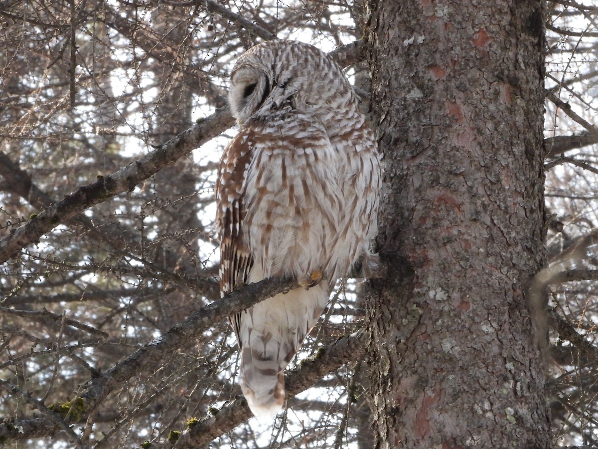 Streifenkauz - ML652223880