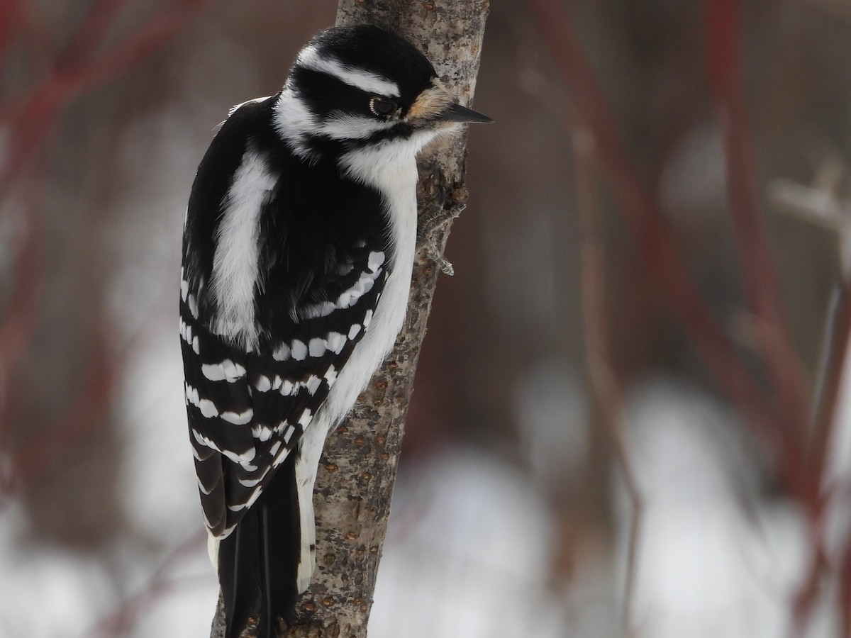 Dunenspecht - ML652223926