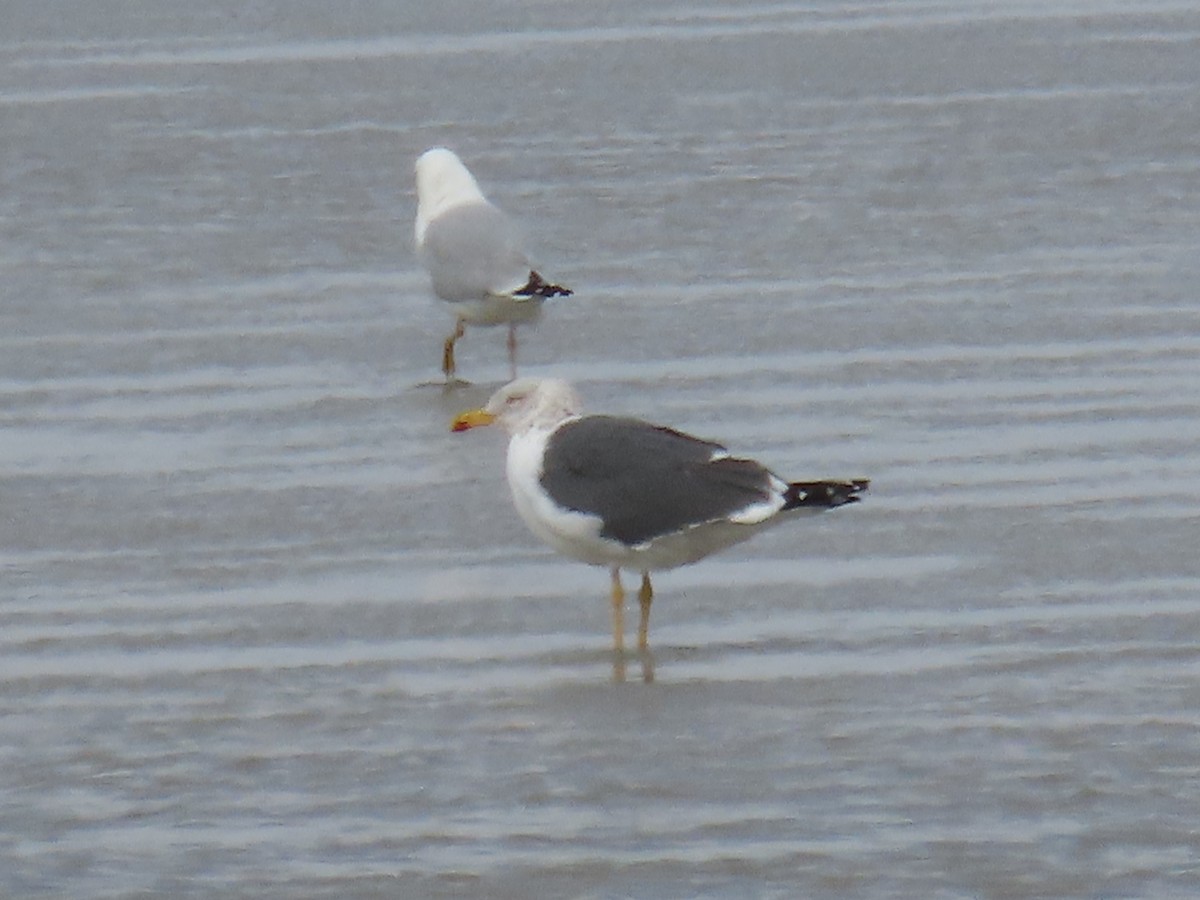 ニシセグロカモメ - ML652223927