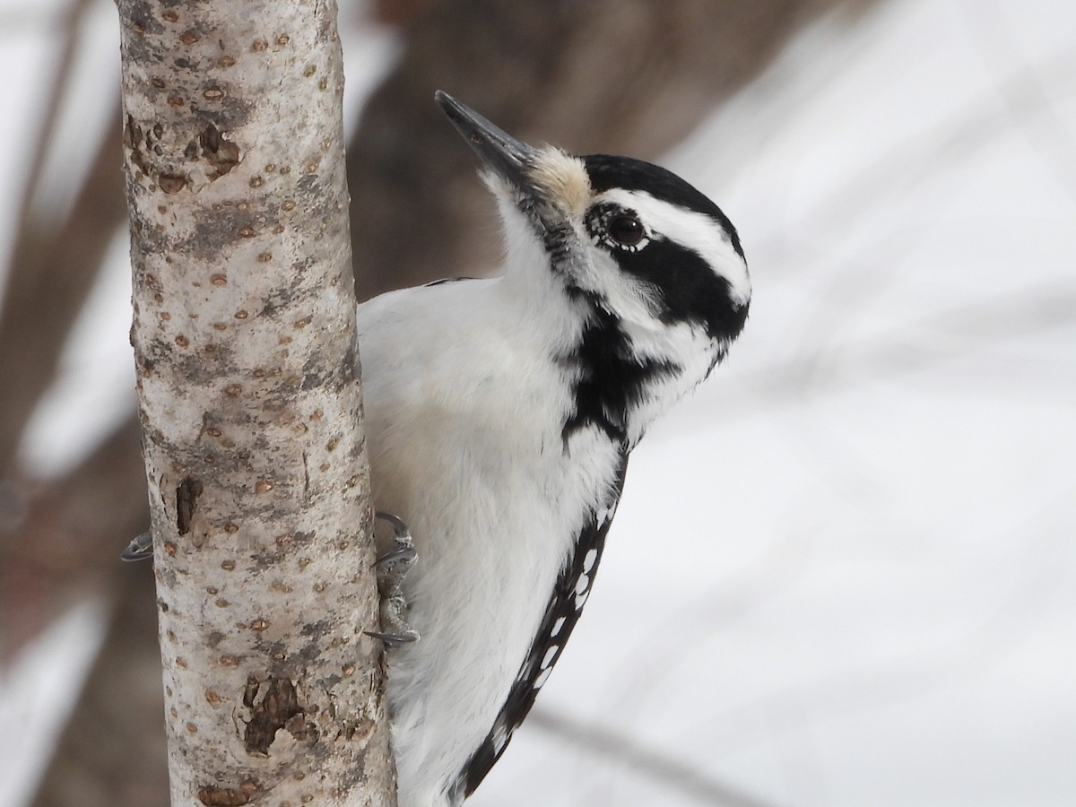 Haarspecht - ML652223936