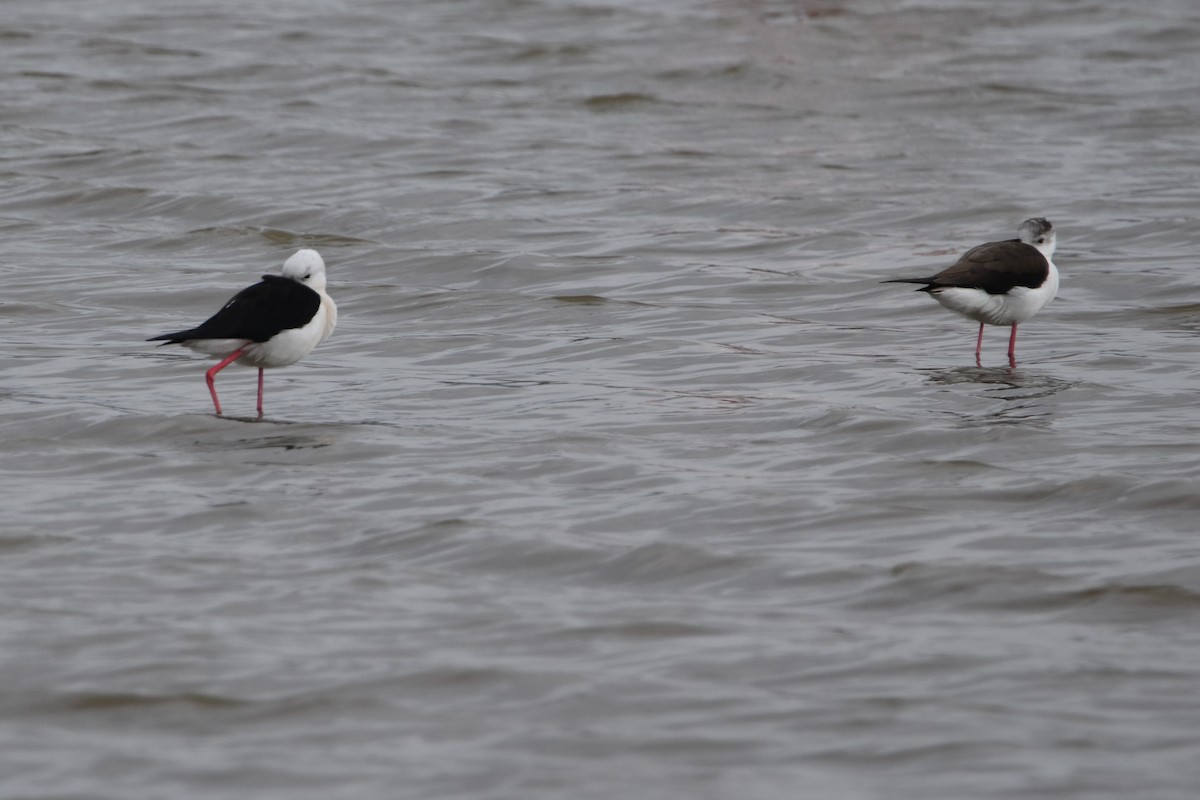 Кулик-довгоніг чорнокрилий - ML652224036