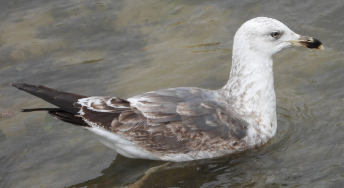 ニシセグロカモメ - ML652224045