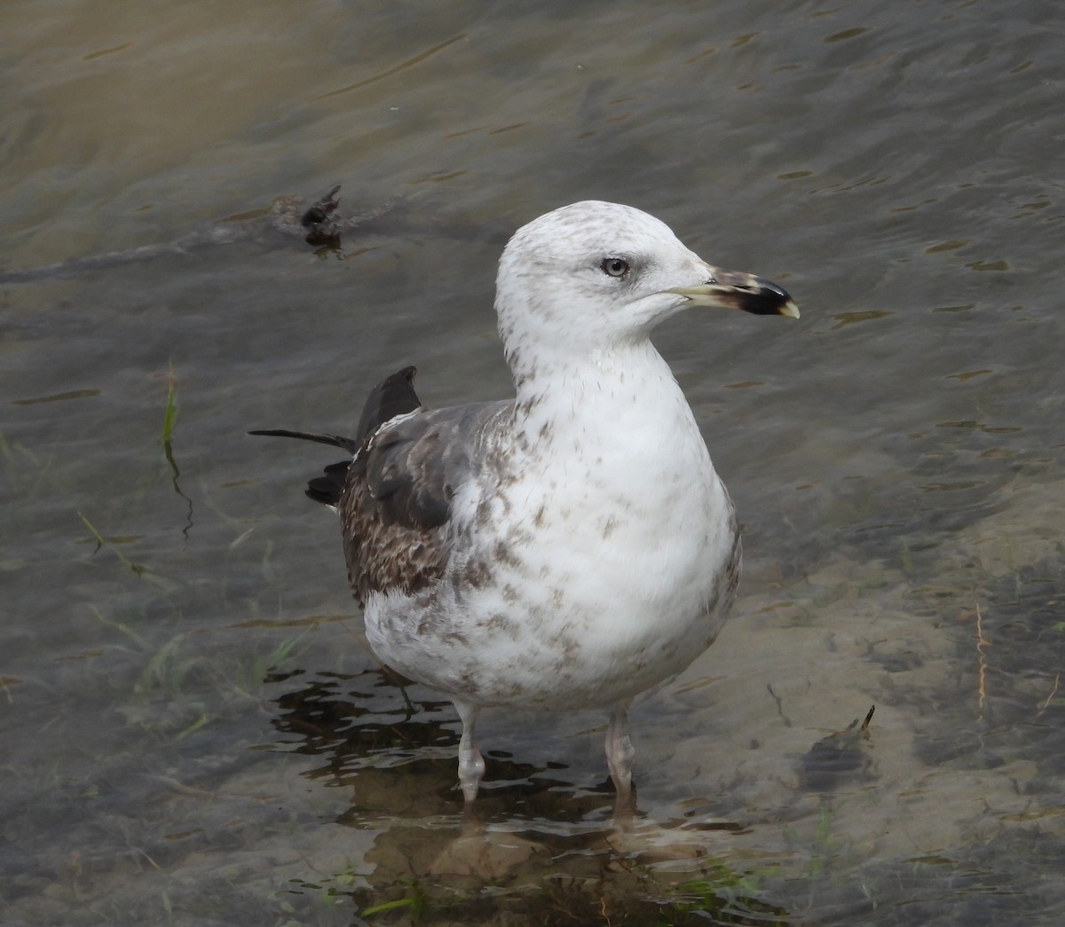 ニシセグロカモメ - ML652224046