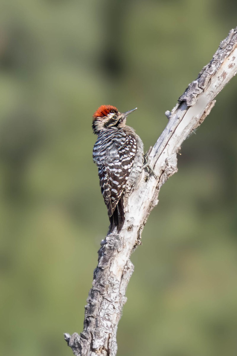 Ladder-backed Woodpecker - ML652224061