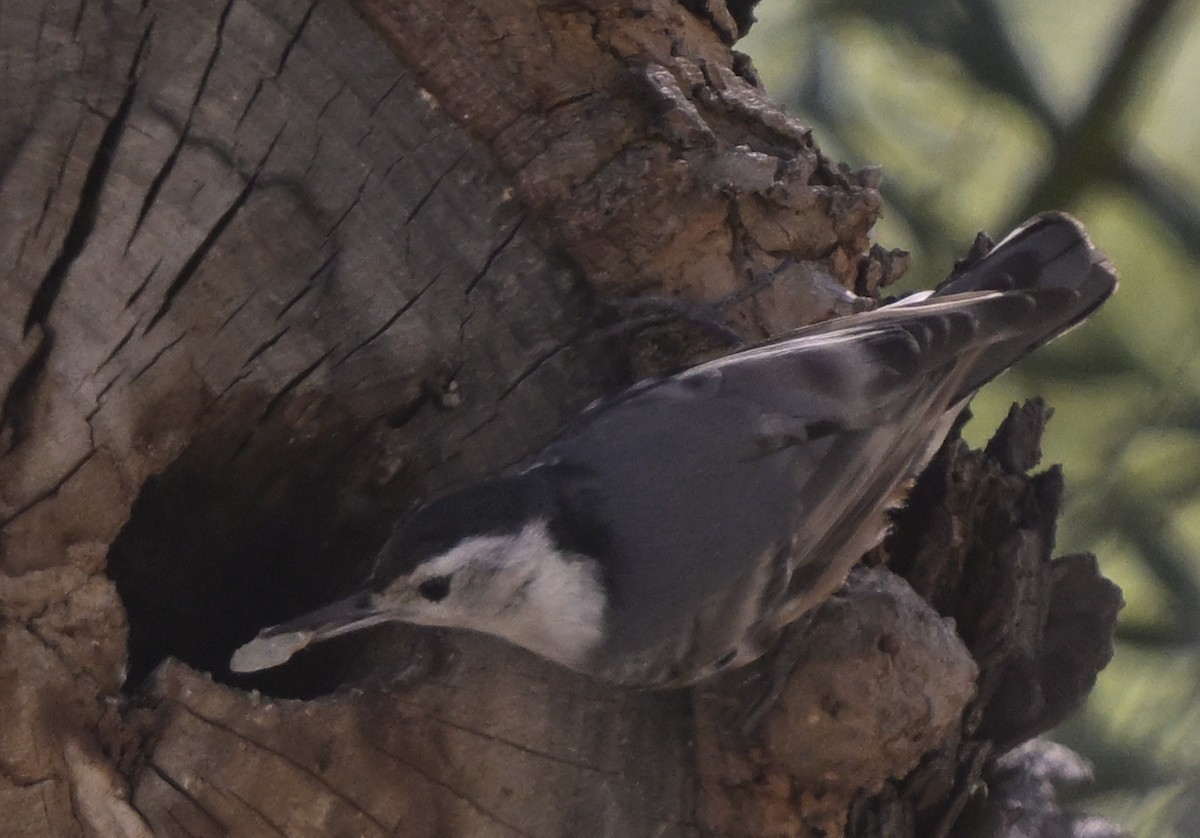 White-breasted Nuthatch - ML652224132
