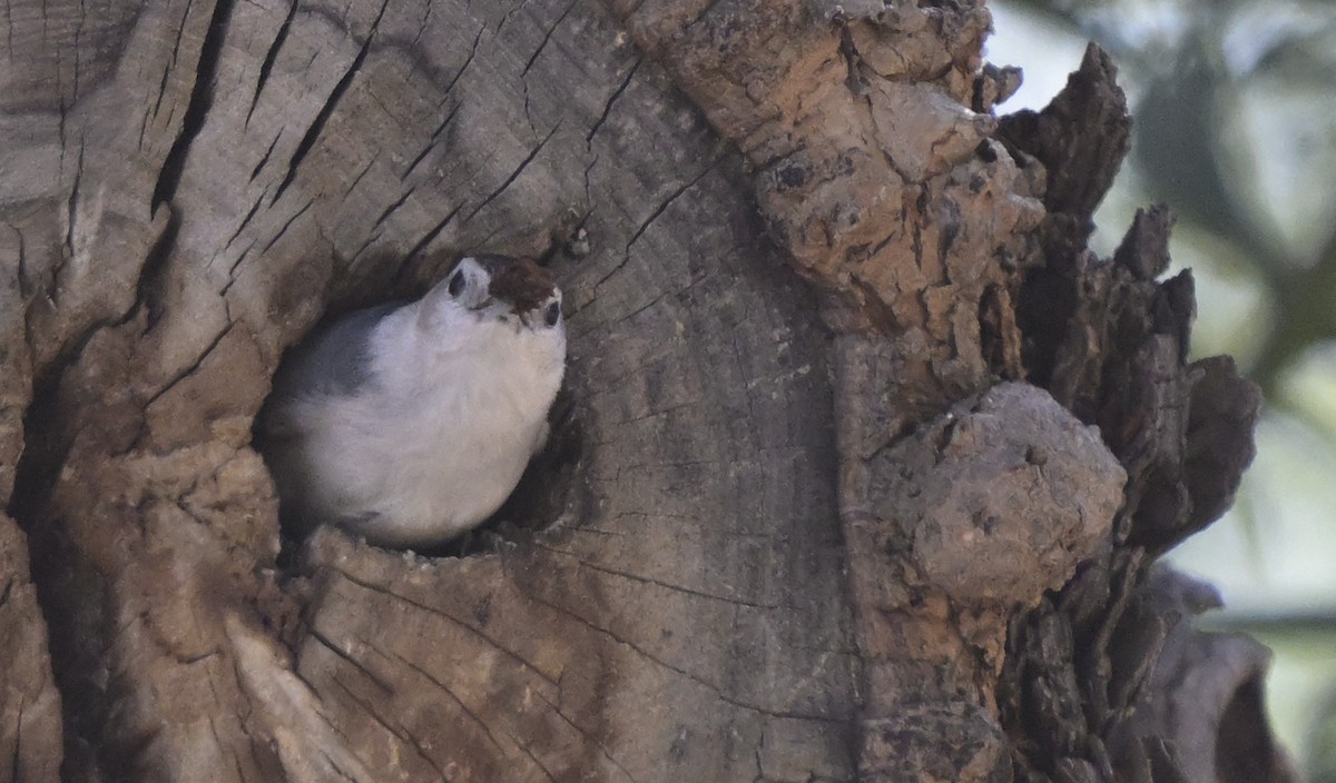 White-breasted Nuthatch - ML652224133