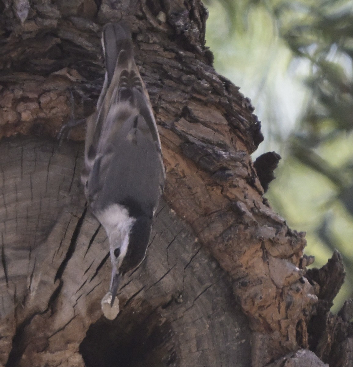 White-breasted Nuthatch - ML652224134