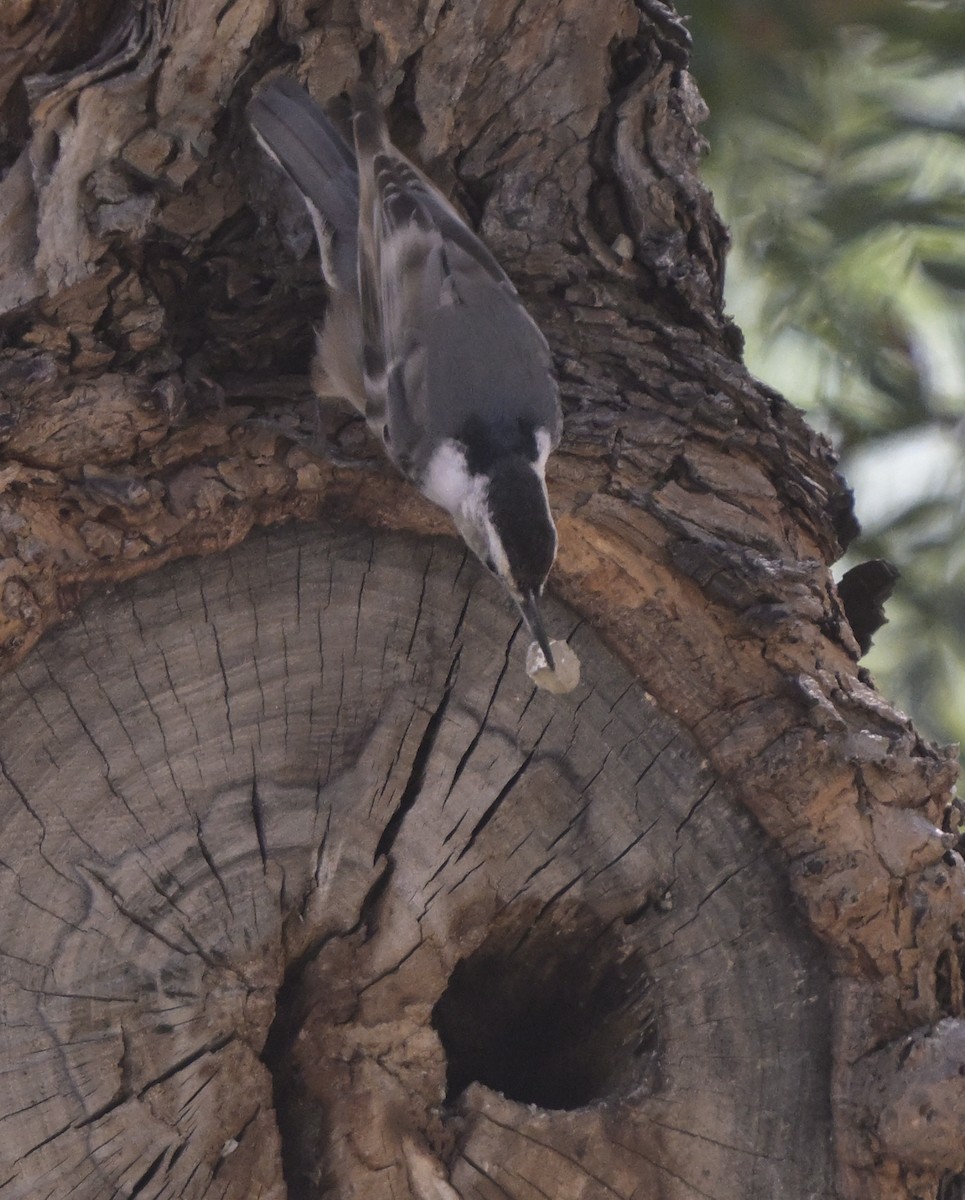 White-breasted Nuthatch - ML652224135
