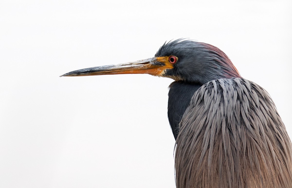 Tricolored Heron - ML652224161