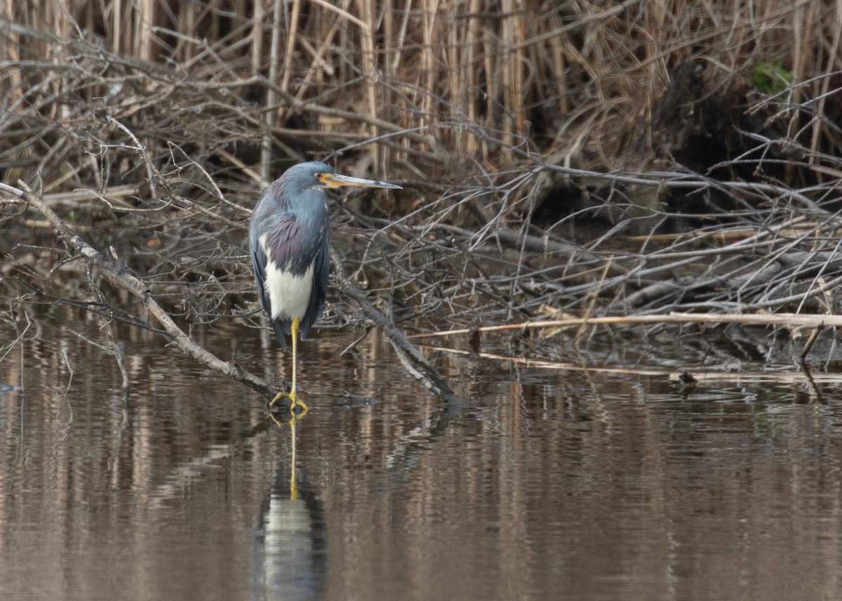 Tricolored Heron - ML652224162