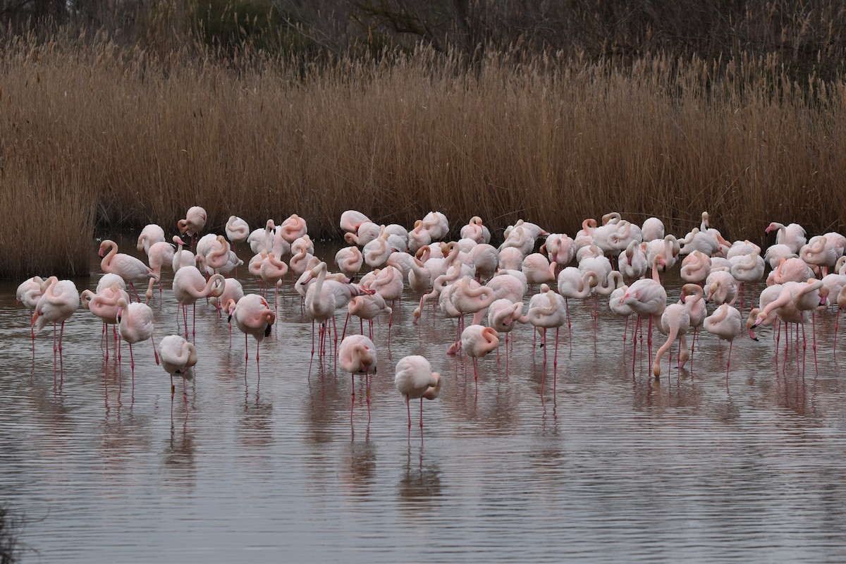 Фламінго рожевокрилий - ML652224343