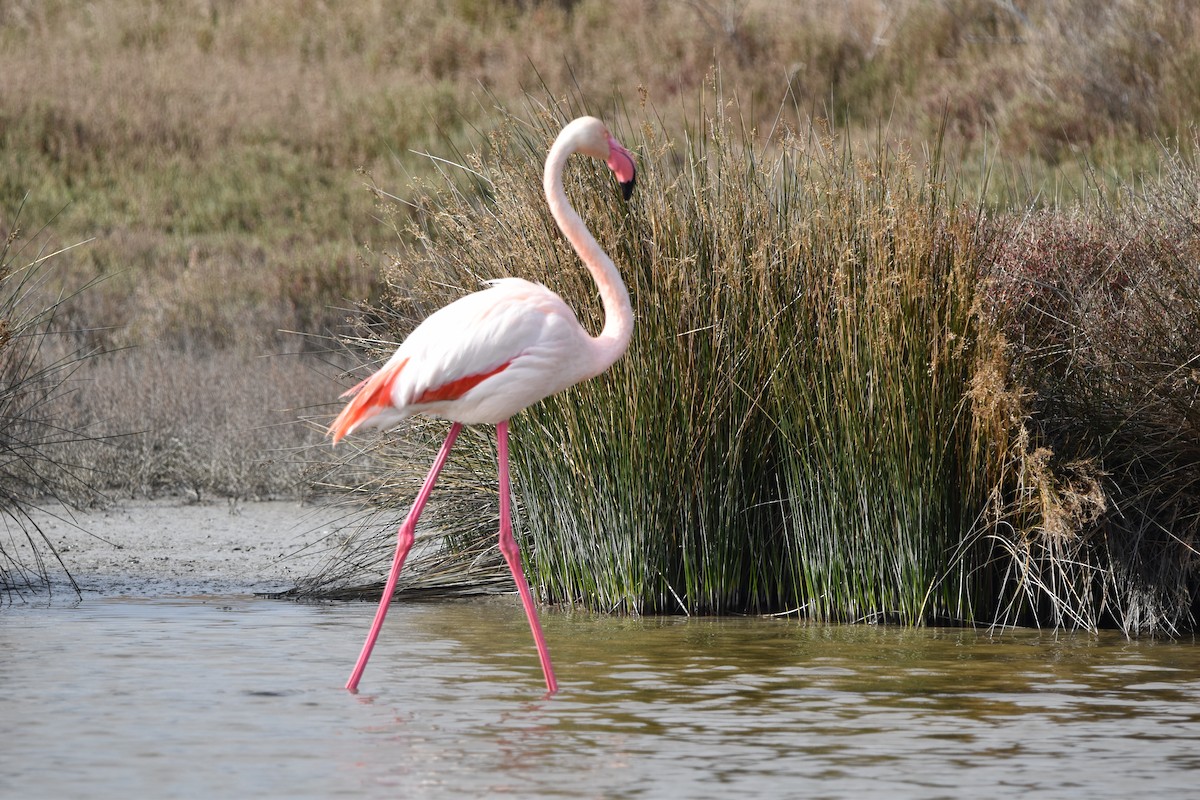Фламінго рожевокрилий - ML652224429