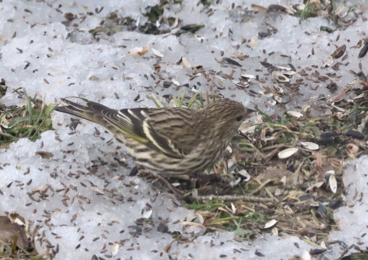 Jilguero de Los Pinos - ML652224531