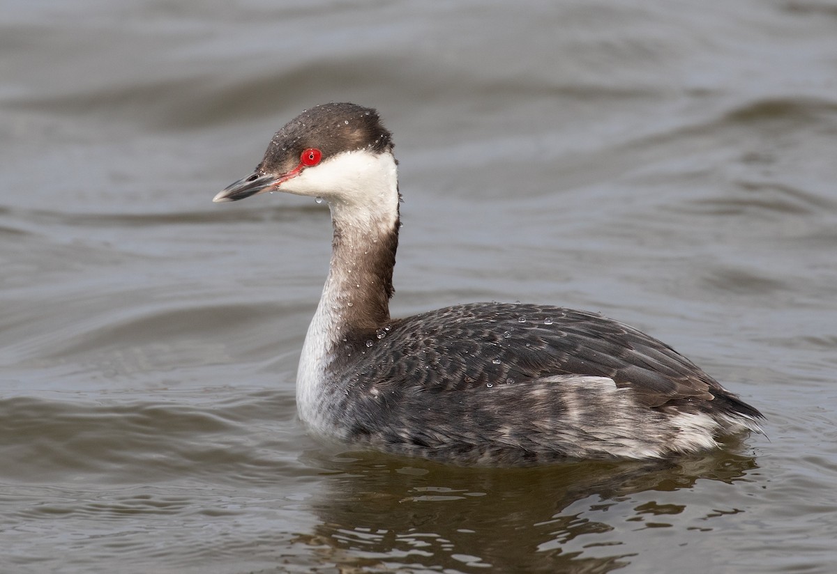 טבלן לבן-לחיים - ML652224551