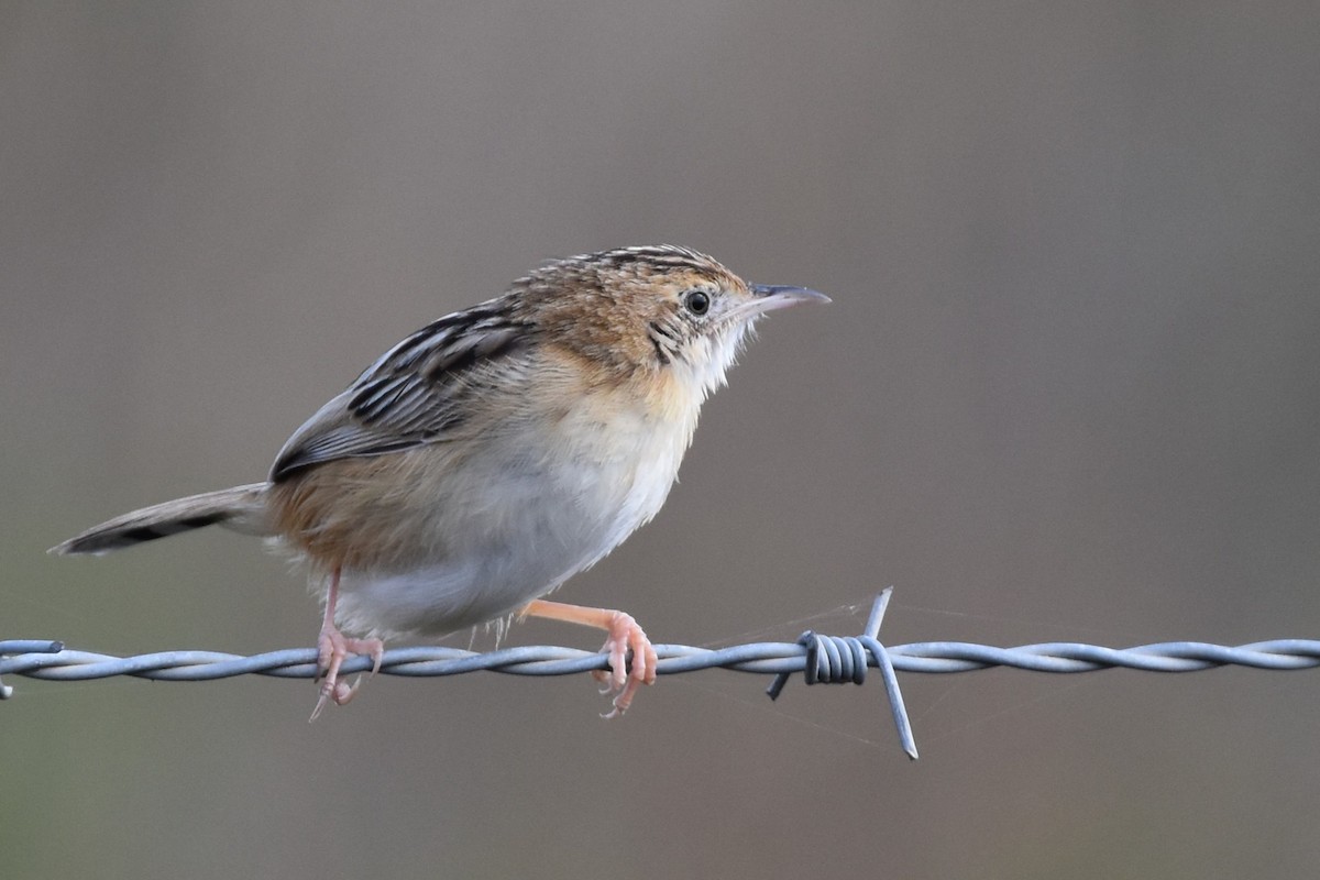 Таміка віялохвоста - ML652224558