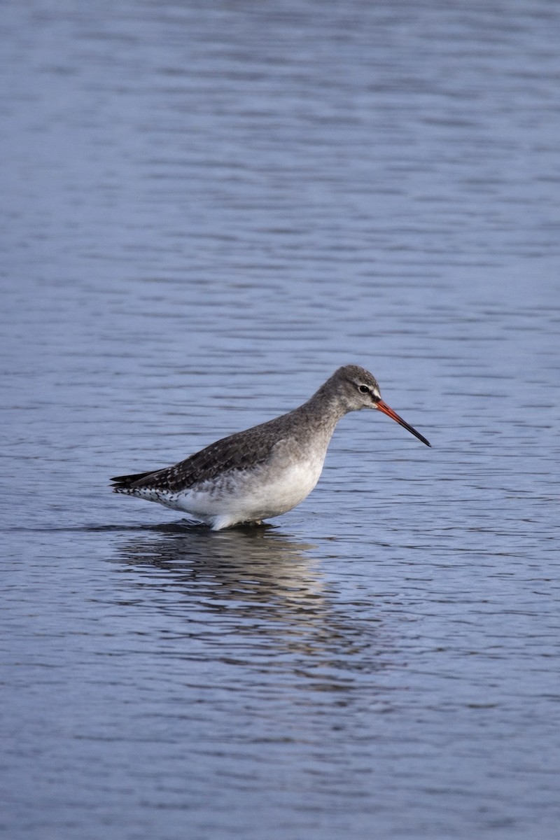 Spotted Redshank - ML652224727