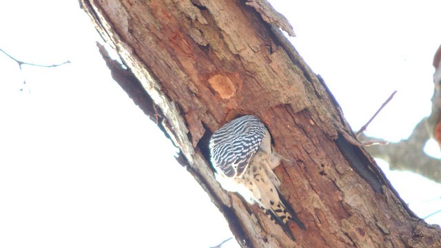 Red-bellied Woodpecker - ML652224732