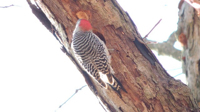 Red-bellied Woodpecker - ML652224733