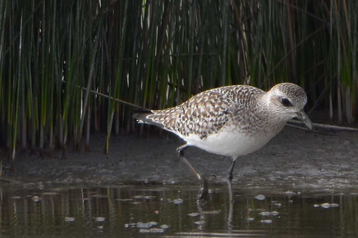 Сивка морська - ML652224750