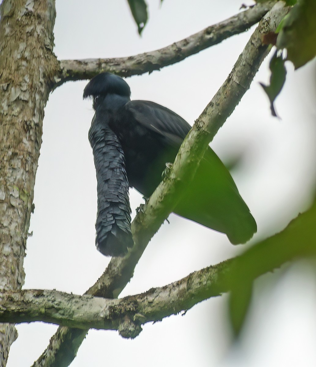Long-wattled Umbrellabird - ML652224779