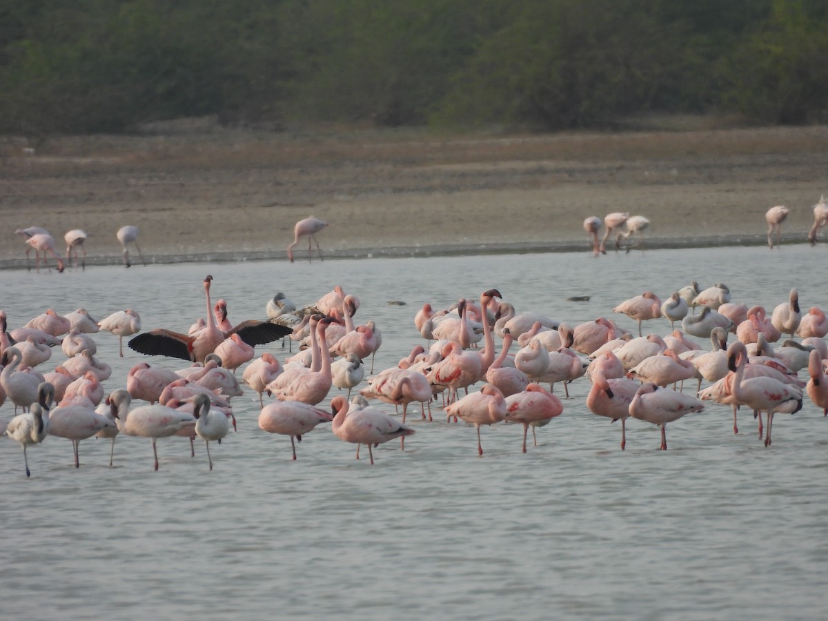 Lesser Flamingo - ML652224816