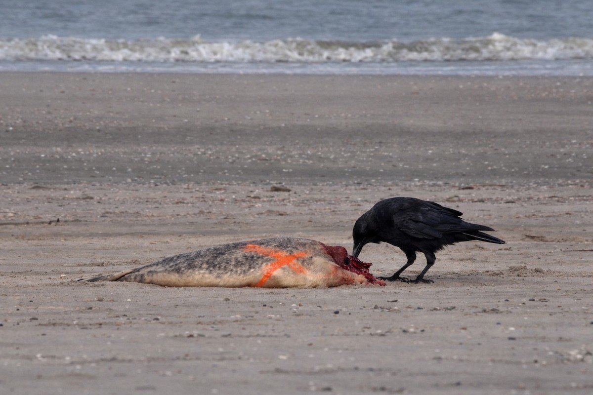 Carrion Crow - ML652224843