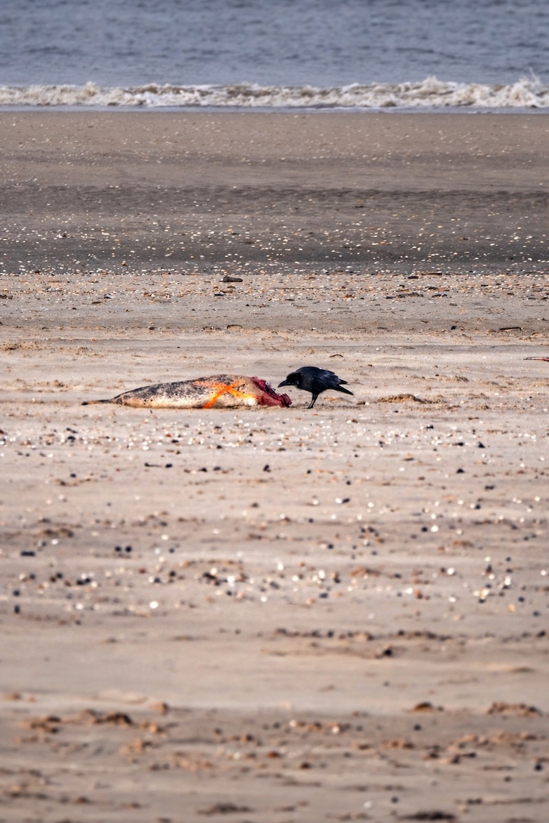 Carrion Crow - ML652224844