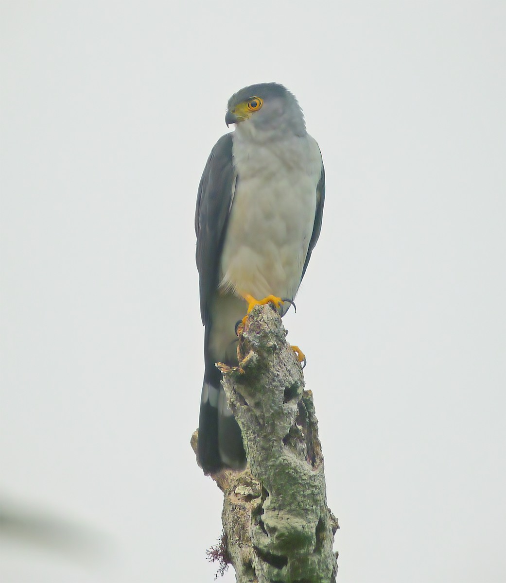 Bicolored Hawk - ML652224886