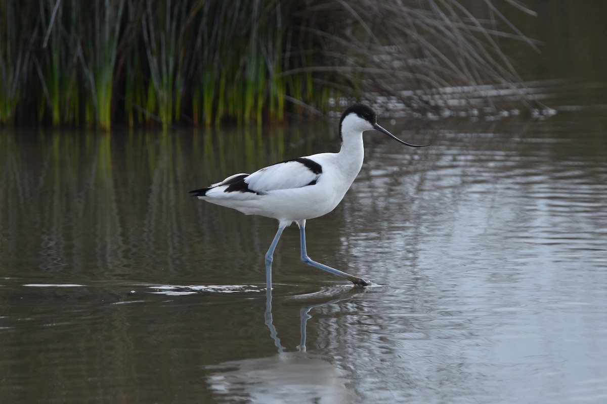 Чоботар синьоногий - ML652224921
