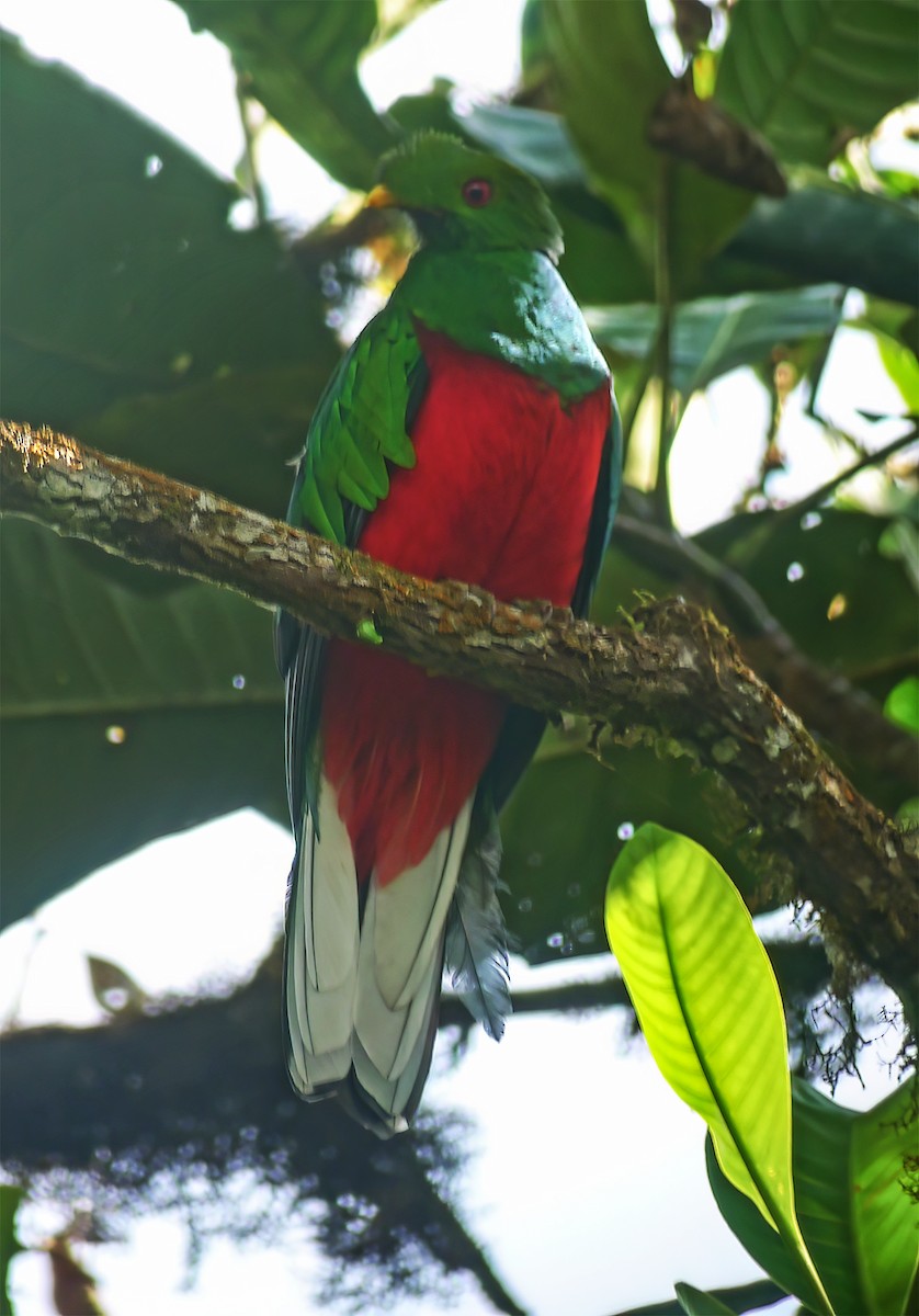 Crested Quetzal - ML652224922