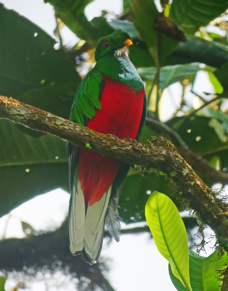 Crested Quetzal - ML652224923