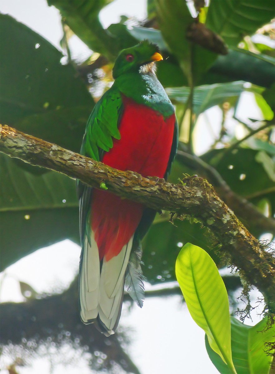 Crested Quetzal - ML652224924