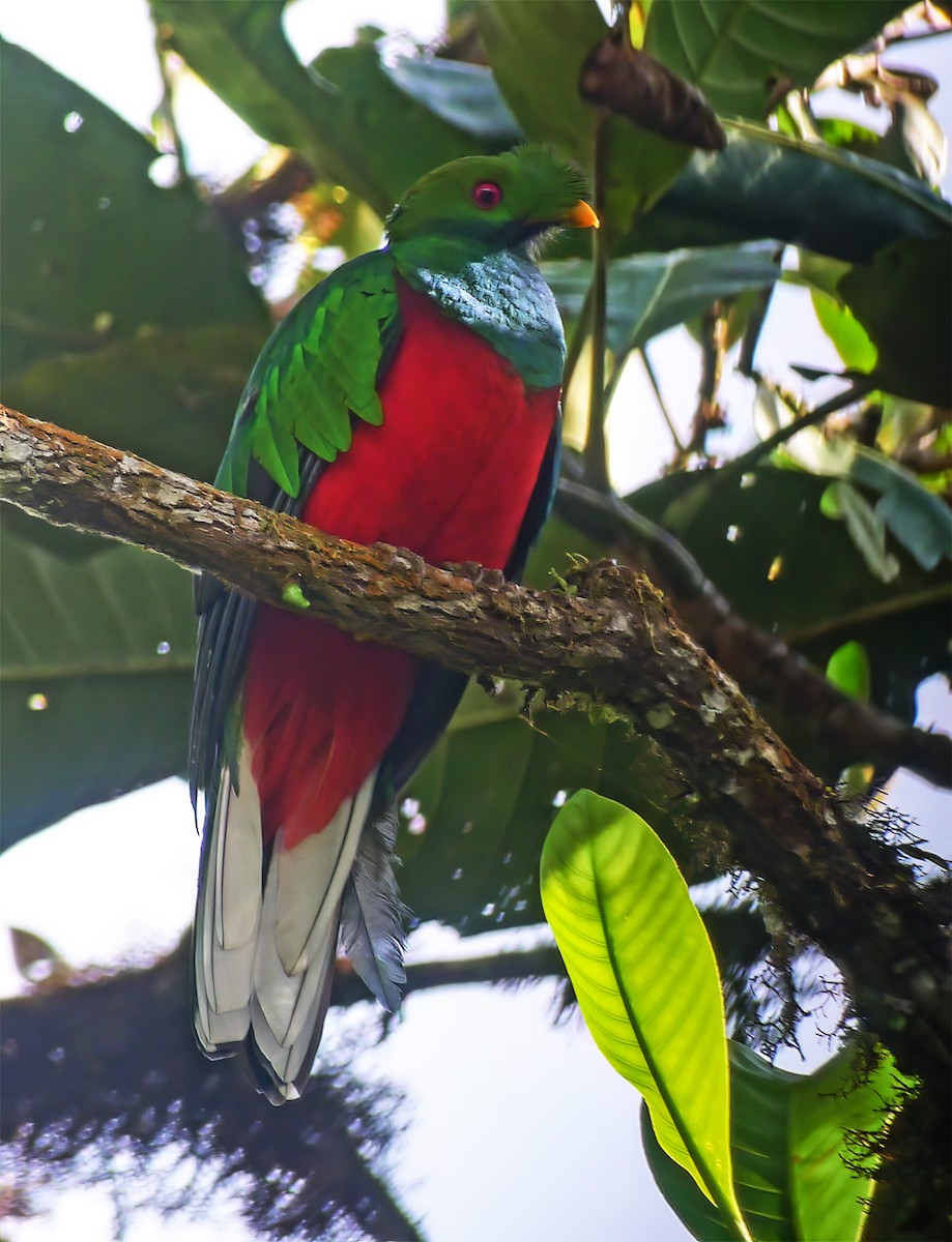 Crested Quetzal - ML652224925