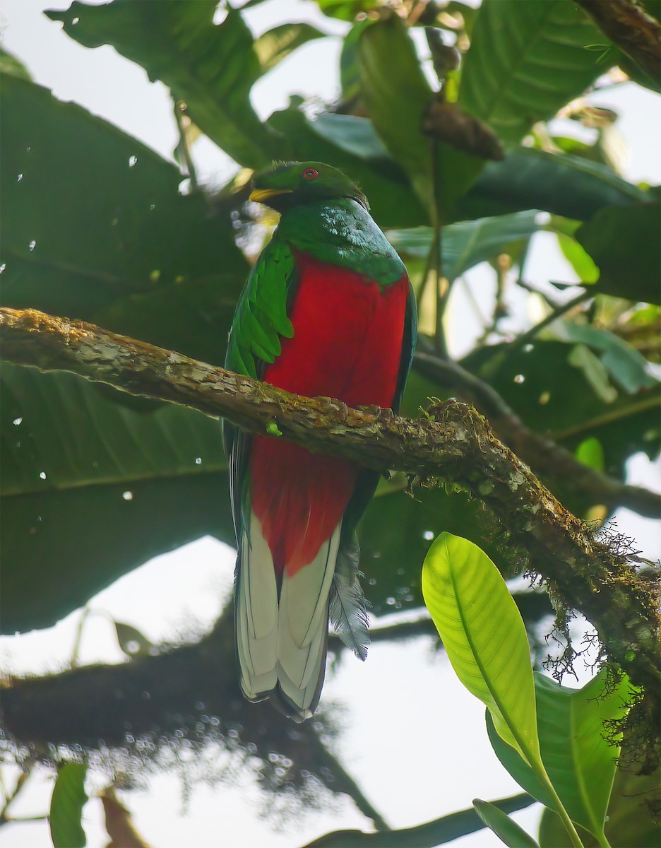 Crested Quetzal - ML652224926