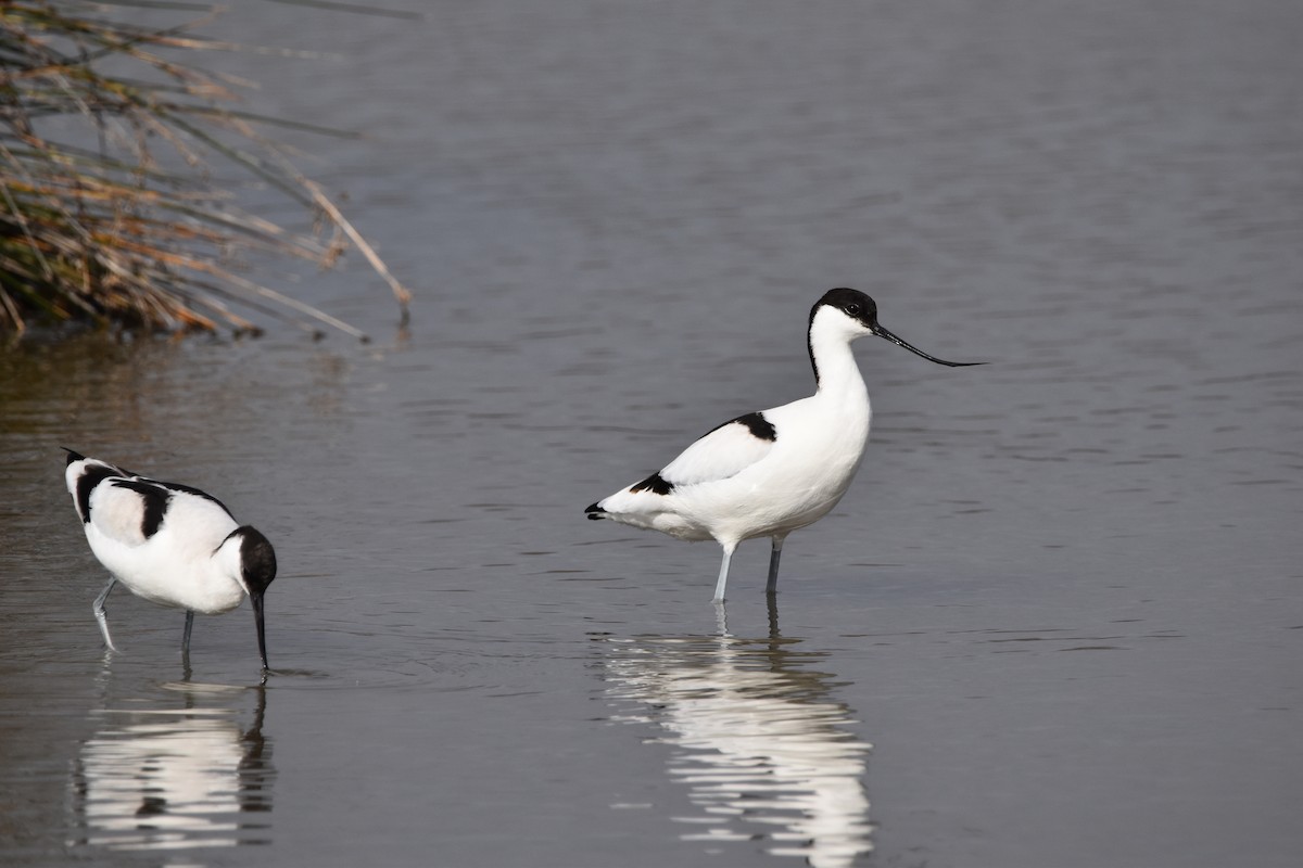Чоботар синьоногий - ML652224933