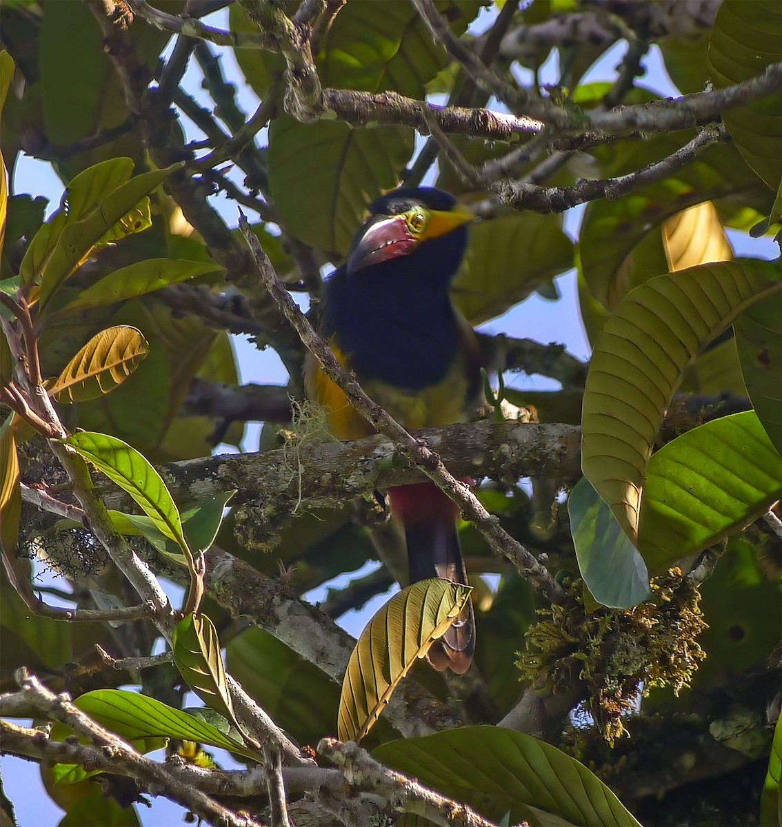 Golden-collared Toucanet - ML652224944