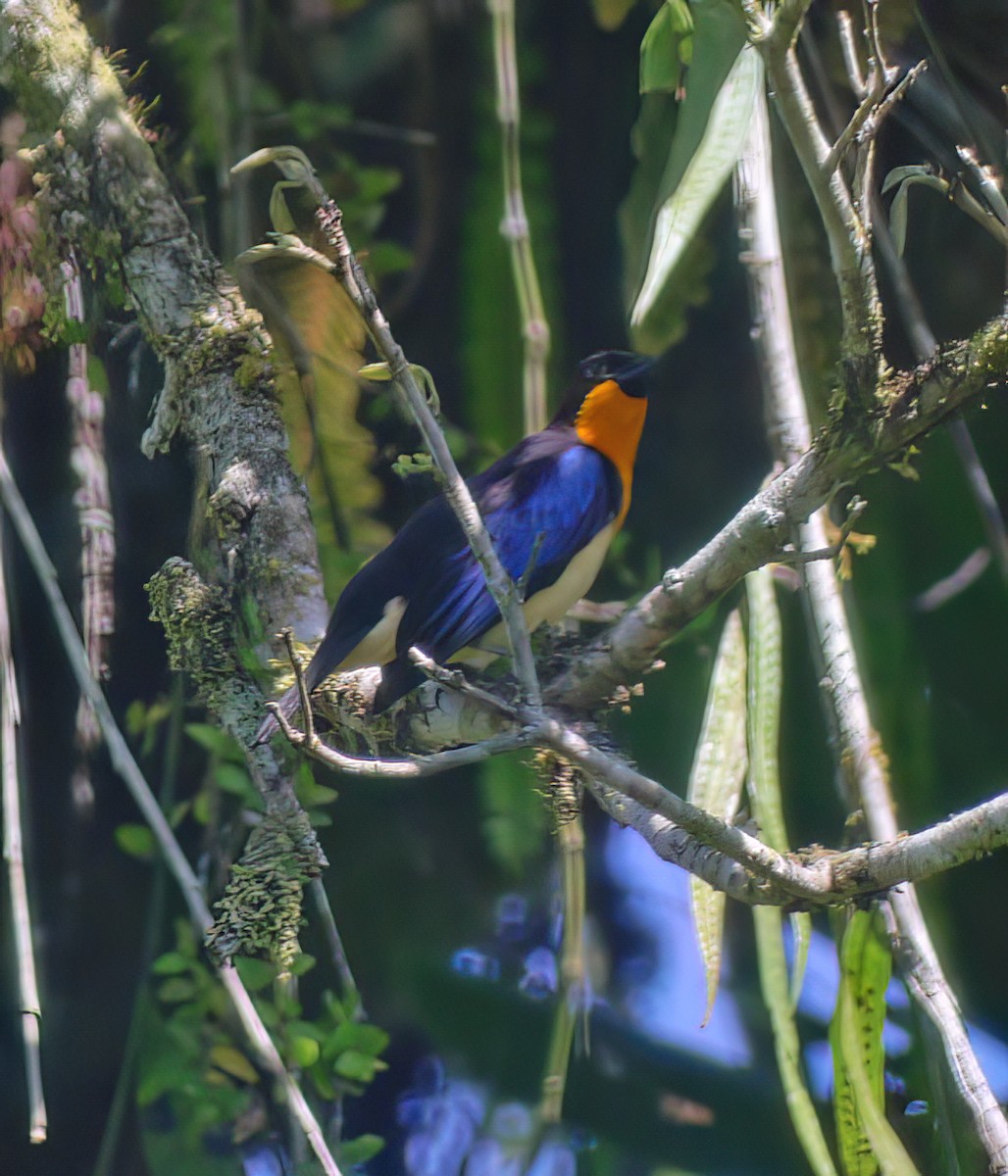 Orange-throated Tanager - ML652224962