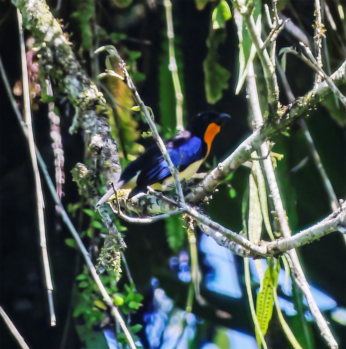 Orange-throated Tanager - ML652224963